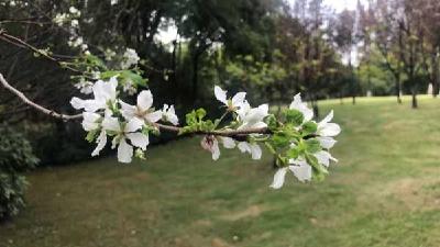 春花返场秋花罢工，预计再过几日便会满城桂香