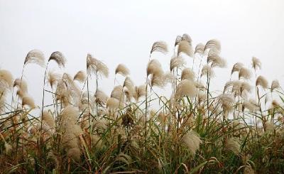 每日一读｜赴一场芦花之约