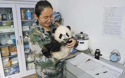 秦岭有生灵——一只秦岭大熊猫的自述 