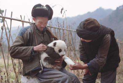 带你走进秦岭大熊猫保护“编年史” 