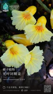 光叶闭鞘姜：不走寻常路，美得才精彩 