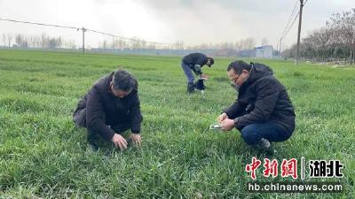 湖北枣阳：春来早田管忙