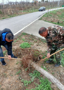 王城镇：强化苗木管护  巩固“绿满枣阳”成果