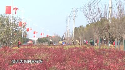 枣阳市中兴大道沿线景观绿化提档升级