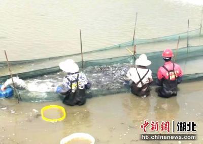 枣阳养殖户陈光涛：让“小黄鱼”游向全国餐桌