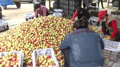 枣阳市平林镇：油桃抢鲜上市 成为果农致富“摇钱树”