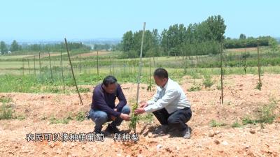 V视 | 鹿头镇九里岗村：发展黄金梨棚架栽培种植新模式 