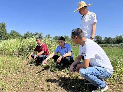 枣阳市气象局：下基层开展农业旱情调查