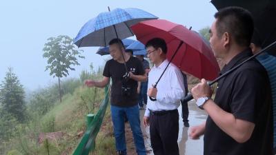 V视 | 襄阳市委常委、枣阳市委书记孟艳清调研山林长制工作