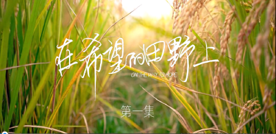 在希望的田野上