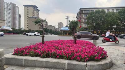 我市主干道渠化岛展露高颜值
