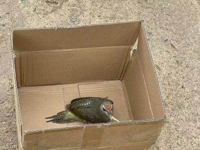 枣阳警方成功救助一只国家二级保护动物啄木鸟