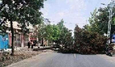 鹿头镇：树木倒在道路中央 “一网统管”高效处置