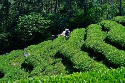 平林镇推动茶产业高质量发展