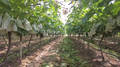 V视 | 高温下的葡萄采摘工