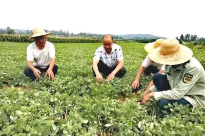 “小花生”变成致富“小金豆”