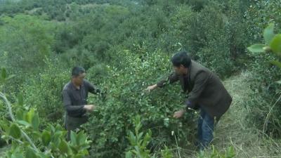 V视 | 王城镇：特色油茶种植成为乡村振兴的美丽风景线