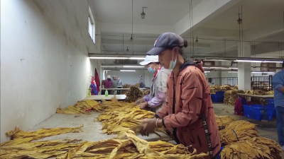 V视 | 标准化生产精细化作业提升烟农收益