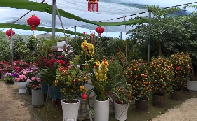 V视 | 鲜花俏销年味浓