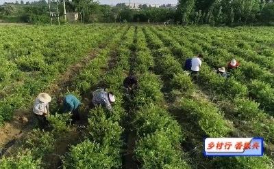 V视 | 兴隆镇：金银花开“钱”景好