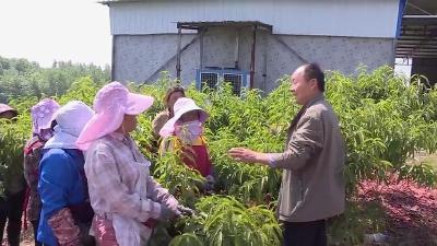 湖北枣阳：农技人员为果农“传经送宝” 助力乡村振兴