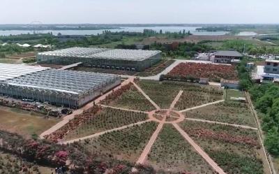 V视 | 市玫瑰产业研究院百花园：繁花盛开迎客来 