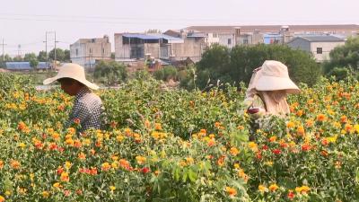 V视 | 兴隆镇：红花丰收采摘忙 拓宽增收致富路