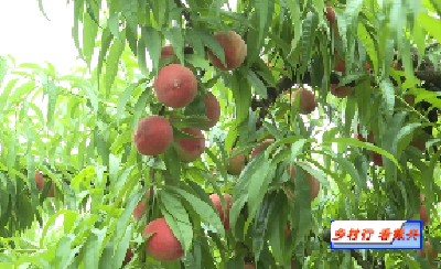 【乡村行 看振兴】V视 | “土专家”唐玉芬：学好技术 致富有方