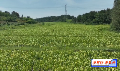 【乡村行 看振兴】V视 | 不负好时光 烤烟正当时