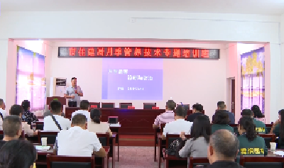 V视 | 市住建局：提升月季管养水平   助推“花海枣阳”建设