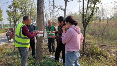 枣阳市住建局：树木“穿新衣”  温暖过冬季