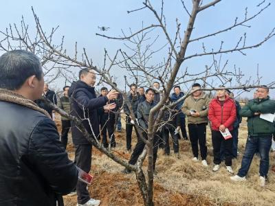 平林镇：农技培训进桃园  春管赋能产业兴