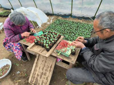 兴隆镇：正值育苗季  西瓜棚里嫁接忙