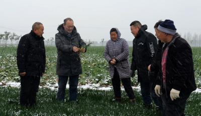 湖北枣阳：三月雨雪天 农技不缺位