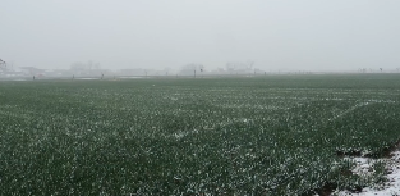 V视 |我市普降瑞雪 小麦生长迎利好