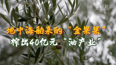 中国经济样本观察·“镇”了不起｜地中海舶来的“金果果”，榨出40亿元“油产业”
