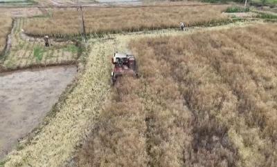 V视 | ​王城镇王桥村：稻油轮作增收益