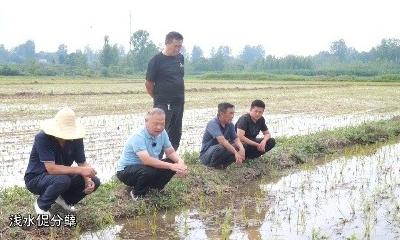 V视 | 王城镇：水稻田间管护忙  农技护航保丰收