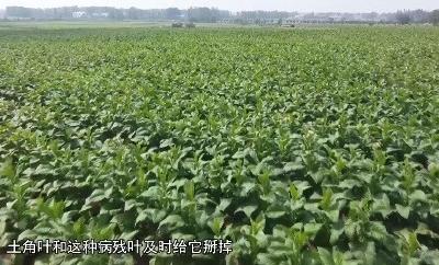 V视 | 太平镇：专家指导“打顶抹芽”备战烟叶“烘烤”