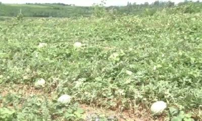 V视 | ​随阳管理区：西瓜喜上市  瓜农过上了“甜”日子