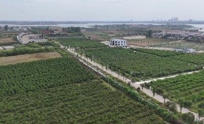 V视 | “枣阳皇桃”早熟品种接连上市  产业振兴强农富民