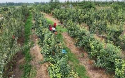 V视 | 随阳管理区高堤社区：早熟梨迎来采摘季