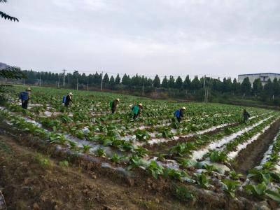 枣阳：党建引领激活乡村振兴“新动能”
