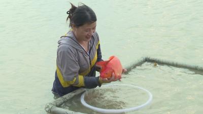 湖北枣阳：在观赏鱼赛道上蹚出致富路