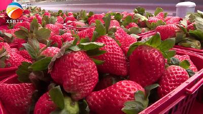 【视频】一波新鲜草莓火热来袭  满足你的味蕾