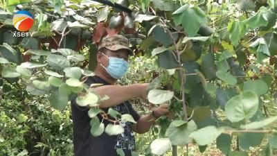 【视频】猕猴桃生产管护忙   科学防疫保丰收