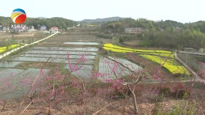 【视频】春日里的造册桥村