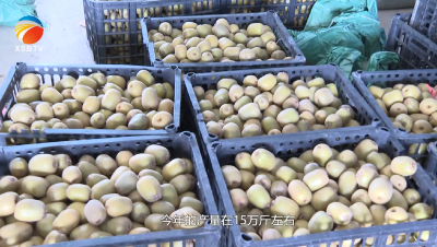 【视频】清泉镇桂桥村：特色水果喜获丰收，村民采摘忙