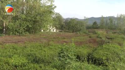 【视频】十月社区消防车变身“灌溉车” 为茶园“解渴”