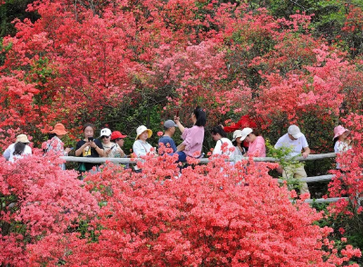 【这里是湖北】咸宁通山：漫山杜鹃“带红”乡村游